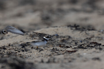 Common ringed Plover Charadrius hiaticula on a sandy beach in Normandy