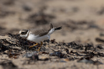 Common ringed Plover Charadrius hiaticula on a sandy beach in Normandy