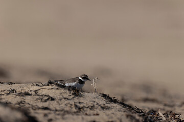 Common ringed Plover Charadrius hiaticula on a sandy beach in Normandy