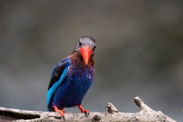 A Javan kingfisher is perched by observing the surrounding environment to hunt and look for prey to eat