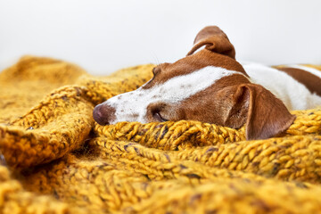 Cute jack russell dog terrier puppy sleeping on yellow knitted blanket. Funny small sleepy white and brown doggy. Concept of cozy home, comfort, warmth, autumn, winter.