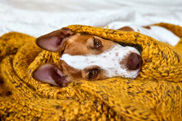Cute jack russell dog terrier puppy relaxing on yellow knitted blanket. Funny small sleepy white...