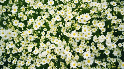 Field of daisies top view. Texture natural background of many flowers chamomile in meadow in grass