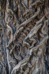 twisting cracks in the crown of a tree made of bark in patterns of deep lines of destruction.