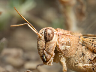 Saltamontes