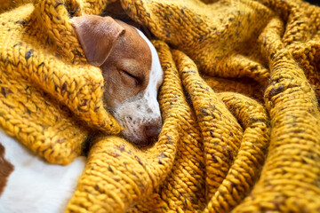 Cute jack russell dog terrier puppy sleeping on yellow knitted blanket. Funny small sleepy white...