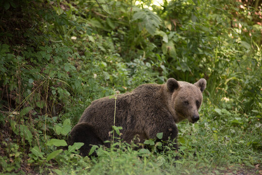 Brown bear in the wilderness, Ursus arctos
