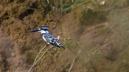 Gorgeous pied kingfisher poised for a dive! 🕊️🌊 #NaturePhotography
