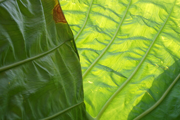 Natural photo background from taro plants with broad leaves            