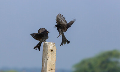 Black drongo fight in air