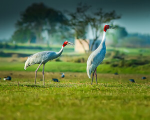 The Sarus crane pair