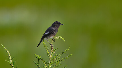 Pied bush chat perched on a branch