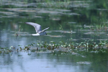 Tern in flight over wetland with wings spread in flight