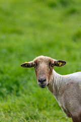 Fototapeta premium Young sheep on grass field in spring