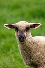 Naklejka na ściany i meble Young sheep on grass field in spring