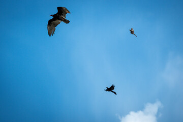 An osprey being chased away by another great-tailed grackles