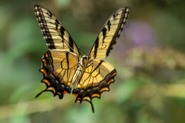 Eastern Tiger Swallowtail Butterfly Inflight