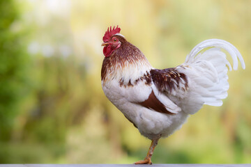 Outdoor portrait of rooster isolated on blurred yellow green background of garden