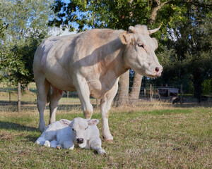 White cow and calf on sunny meadow