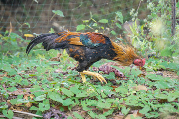 Local breed chicken or in Indonesia it is called "Ayam Kampung"