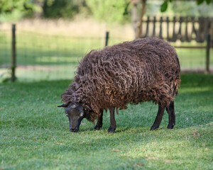 Brown female ouessant sheep ewe grazes on meadow