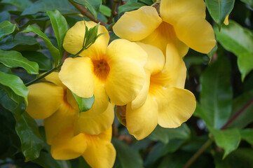 Close up, Beauty yellow Allmanda flower