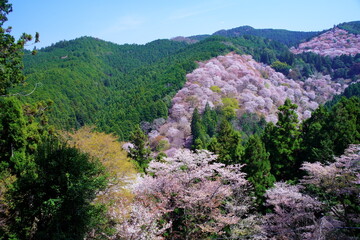 桜満開の世界遺産・吉野山（紀伊山地の霊場と参詣道）