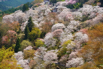 桜満開の世界遺産・吉野山（紀伊山地の霊場と参詣道）