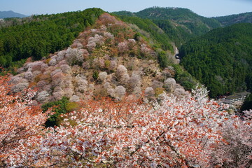 桜満開の世界遺産・吉野山（紀伊山地の霊場と参詣道）