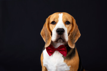 Portrait of a cute beagle dog in a red bow tie looking into the camera on a black isolated background. Close-up.