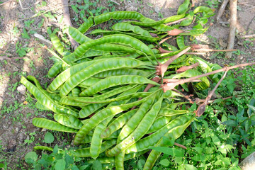 Harvest bitter bean