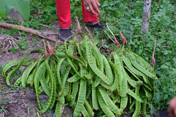 Harvest bitter bean