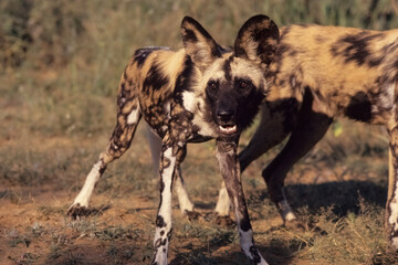 African wild dog