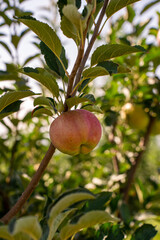 Autumn harvest of apples in the foothills, harvest festival, family festival
