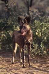 Fototapeta premium African wild dog