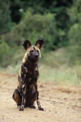 African wild dog