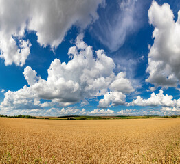 Wheat field under blue sky. Rich harvest theme. Rural landscape with ripe golden wheat. The global...