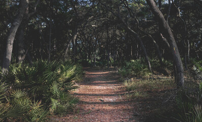 Hiking Beautiful Oak Hammock Ecosystems of Florida.