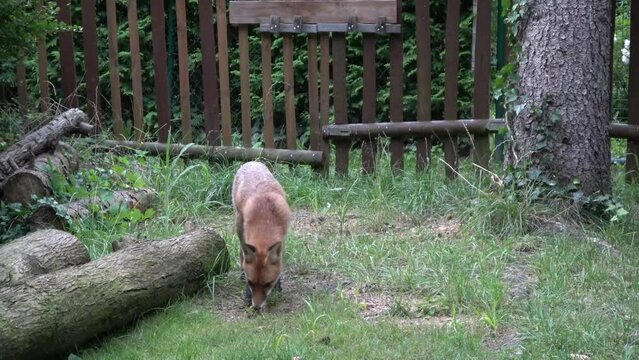 Rotfuchs in Gartensiedlung, Fuchs, Vulpes vulpes, junger Rotfuchs, F&uuml;chsin , Deutschland, Brandenburg
