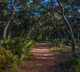 Hiking Beautiful Oak Hammock Ecosystems of Florida. Twisted Old Oak Trees Hammocks on Central Florida Hiking Trails.  
