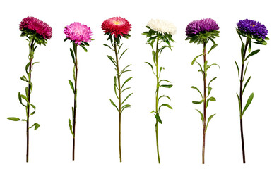 Six multicolored asters isolated on a transparent background. Set of elements for creating collage...