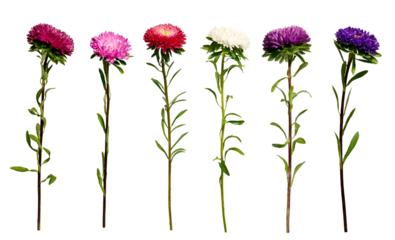 Six multicolored asters isolated on a transparent background. Set of elements for creating collage or design, postcards, invitations
