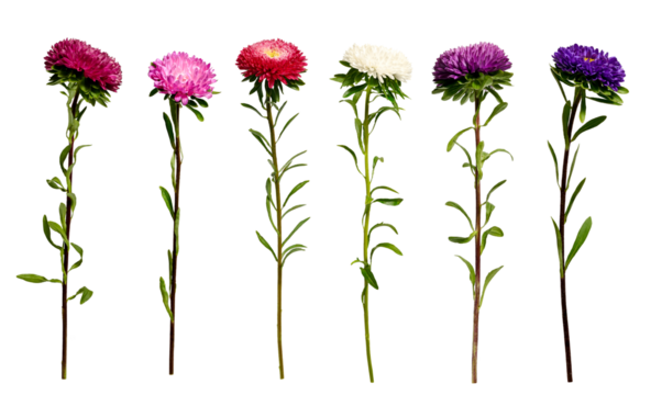 Six multicolored asters isolated on a transparent background. Set of elements for creating collage or design, postcards, invitations