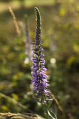 a close up of veronica spicata wild flower in the summer meadow