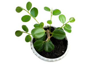 Ficus microcarpa in white plastic pot isolated on white background.