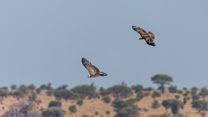 Savana wildlife in Tanzania - Serengeti National Park