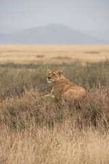 Savana wildlife in Tanzania - Serengeti National Park