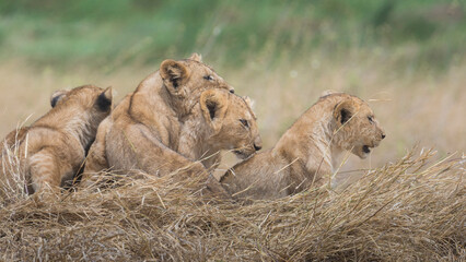Savana wildlife in Tanzania - Serengeti National Park