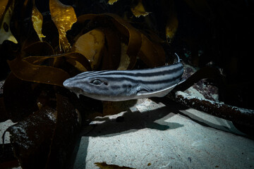 Striped catshark in the kelp forest, Cape Town, South Africa
