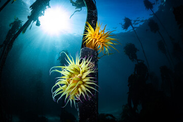 Sea Anemone, Kelp Forest, Cape Town South Africa